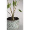 Alocasia zebrina XS kamerplant in antiq bronze bloempot